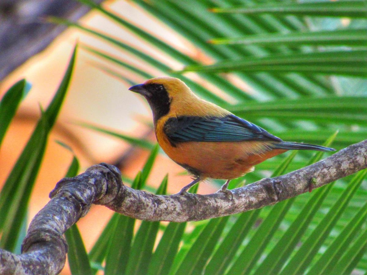 Pousada Anaue Cipo Serra do Cipo National Park المظهر الخارجي الصورة